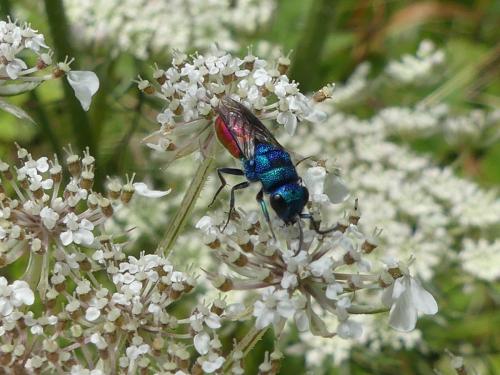 Réf. 348 703 : Chrysis sp.